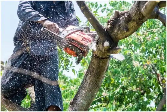 tree services Kings Park